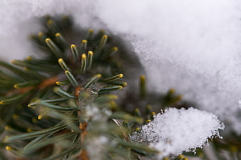 Close-up of snow-covered pine needles in winter