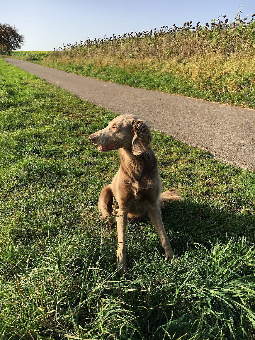 Weimaraner dog sitting on grass by country road