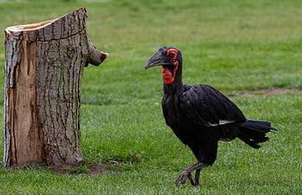 Southern Ground Hornbill Walking on Grass Near Tree Stump