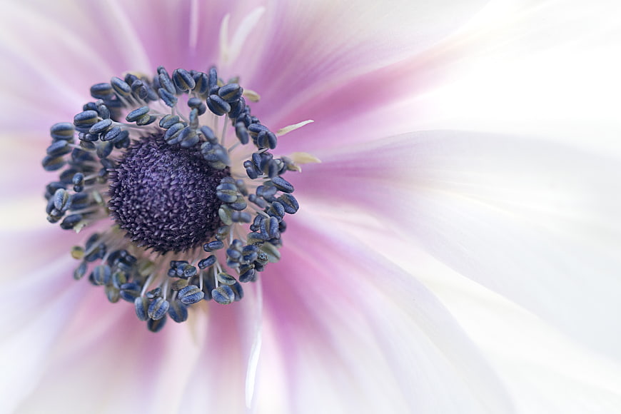 Macro Close-Up of Pink Anemone Flower Center