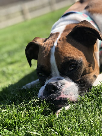 Close-up of a brown and white boxer dog resting on green grass