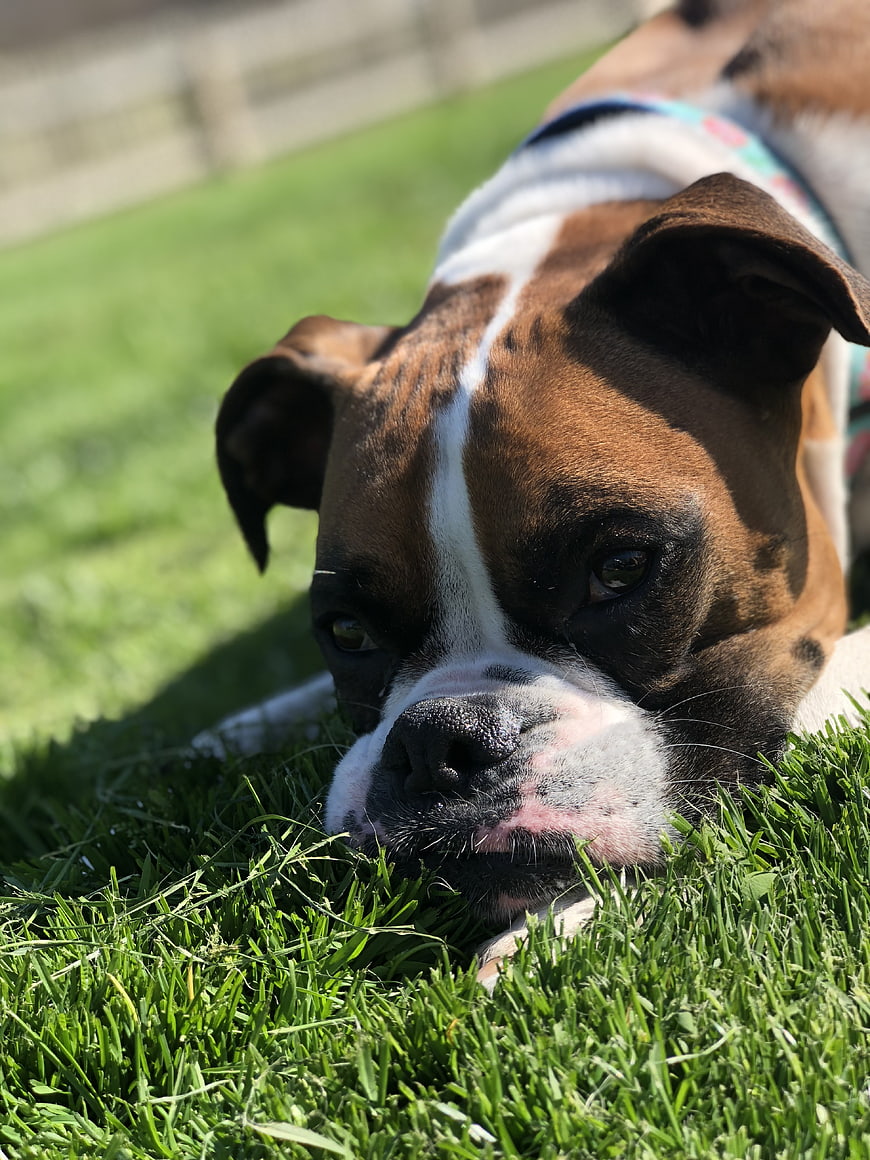 Close-up of a brown and white boxer dog resting on green grass