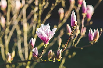 Pink Magnolia Blossom and Buds on Branch in Spring