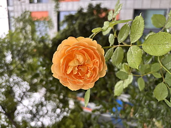 Close-up of a vibrant orange rose with raindrops on leaves