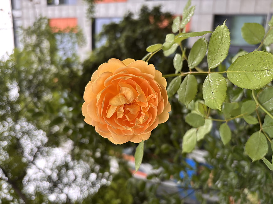 Close-up of a vibrant orange rose with raindrops on leaves