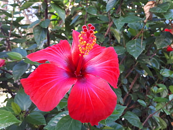Vibrant Red Hibiscus Flower Close-Up in Green Garden
