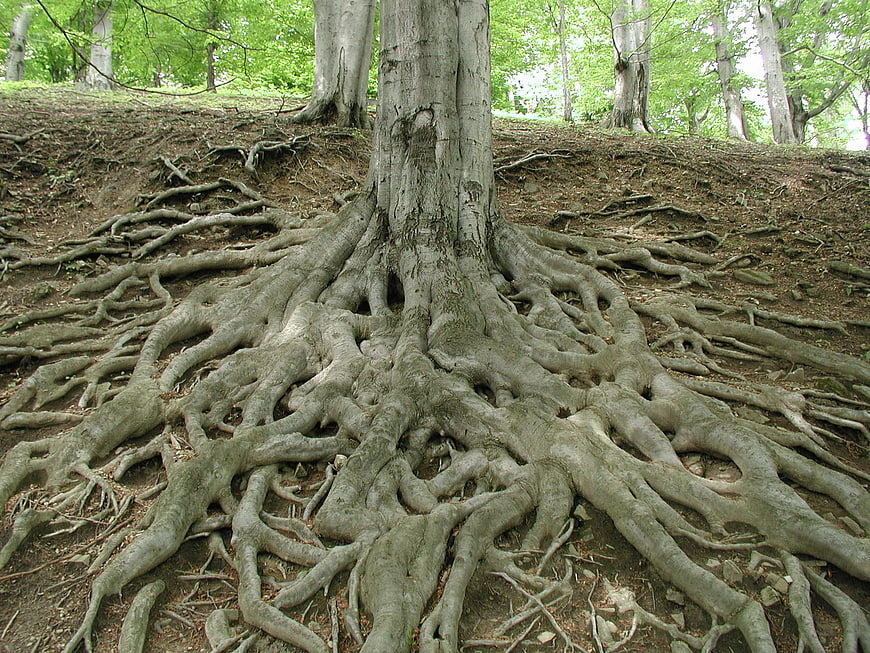 Large Tree Root System Spreading Across Forest Floor