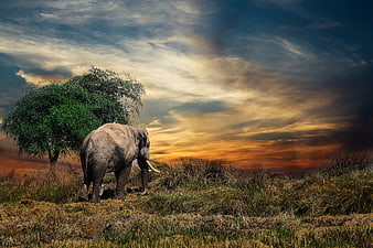 Lone Elephant Walking in Savanna at Dramatic Sunset