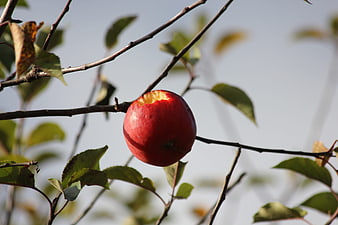Red Apple with Bite on Tree Branch in Autumn
