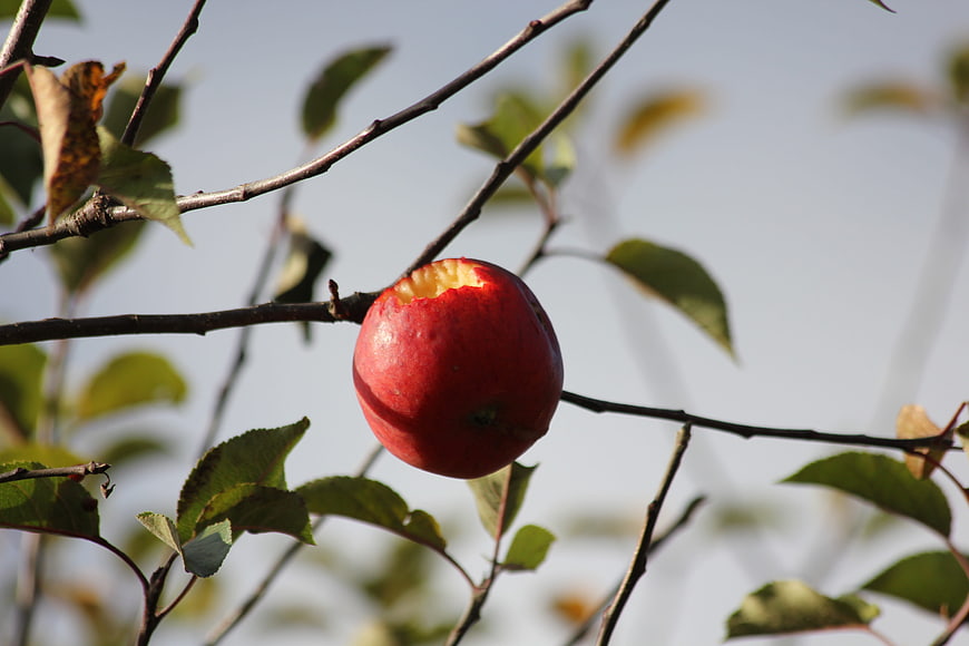 Red Apple with Bite on Tree Branch in Autumn