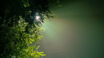 Sunlight filtering through evergreen branches in a misty green forest