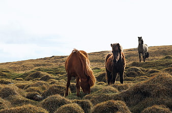 Three Icelandic horses grazing on grassy hills
