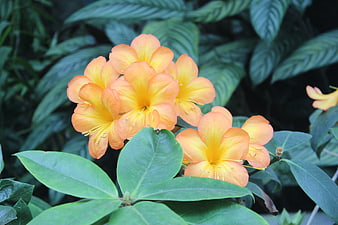 Vibrant Orange Azalea Flowers Blooming in Garden