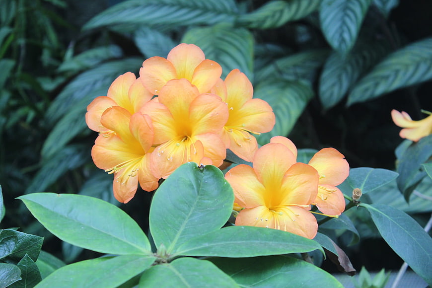 Vibrant Orange Azalea Flowers Blooming in Garden