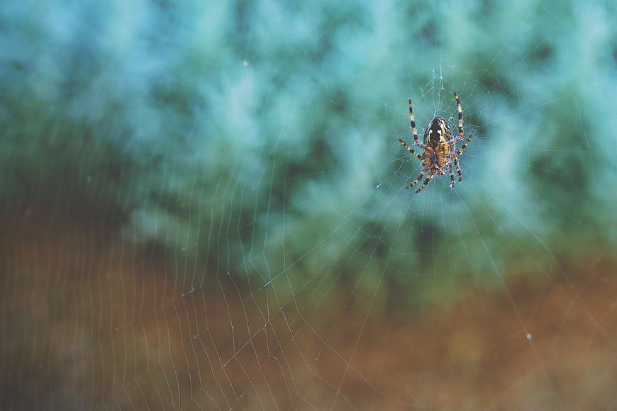 Garden Spider on Web with Blurred Background