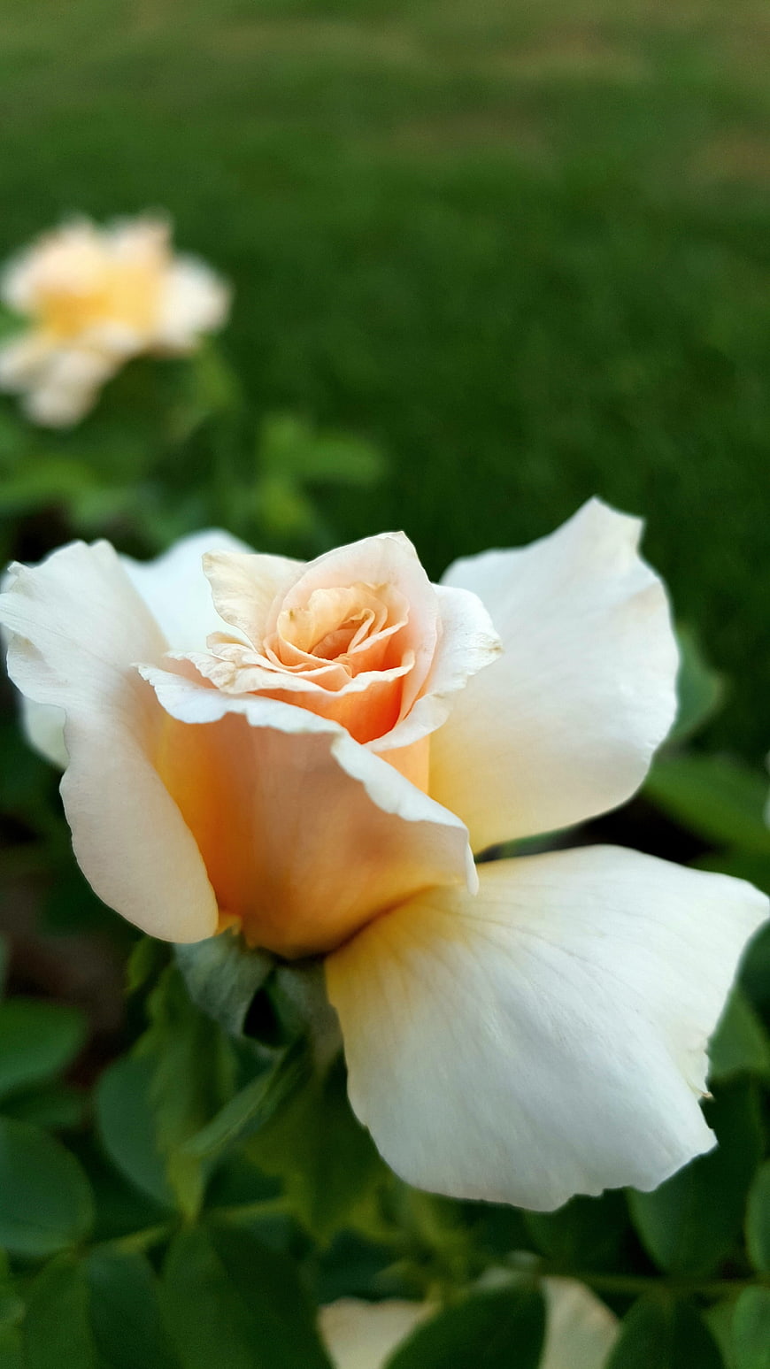 Close-up of a delicate peach and white rose in a garden