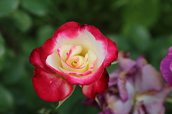 Close-up of a vibrant red and white rose in bloom