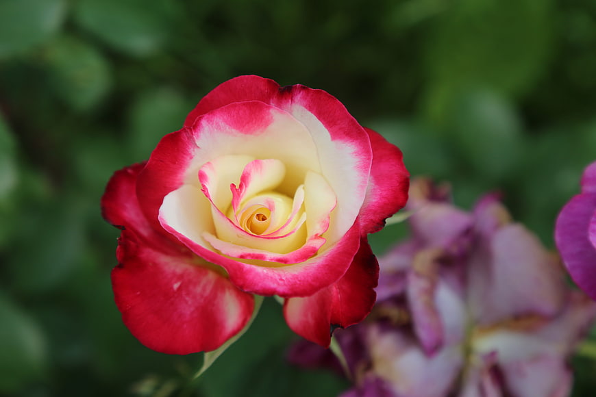 Close-up of a vibrant red and white rose in bloom