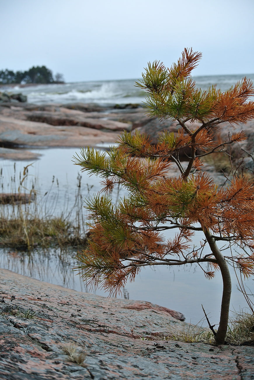 Small Pine Tree on Rocky Shoreline with Ocean Waves