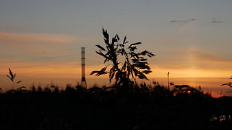 Silhouette of tall grass against a vibrant sunset sky