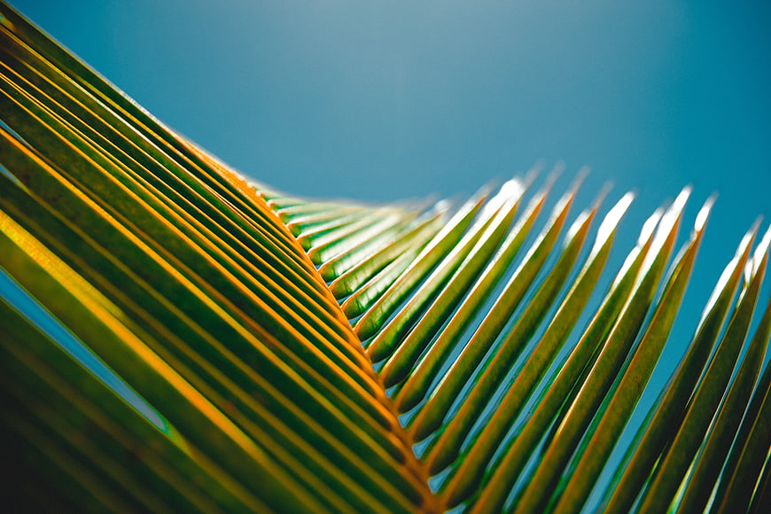Close-up of vibrant green palm leaf against blue sky