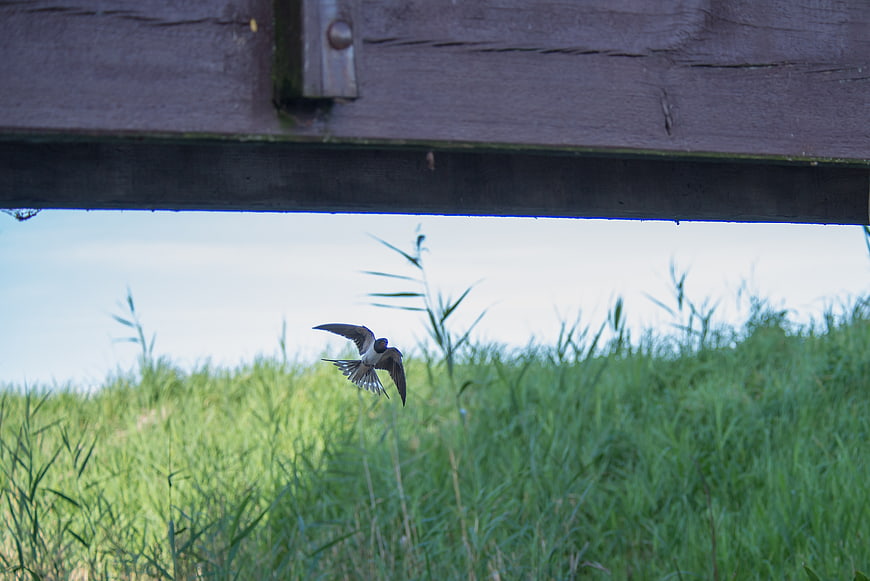Swallow flying under wooden bridge in green grass