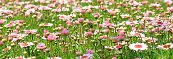 Field of Pink and White Marguerite Daisy Flowers