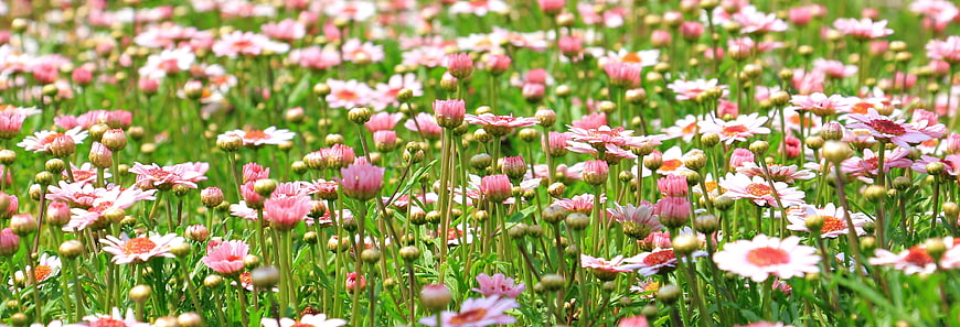 Field of Pink and White Marguerite Daisy Flowers