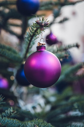Close-up of purple Christmas bauble on pine branch