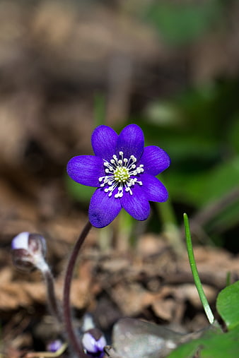 Vibrant Purple Hepatica Flower Blooming In Spring Forest