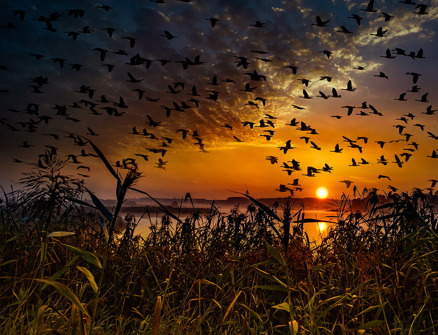 Flock of birds flying over lake at sunset