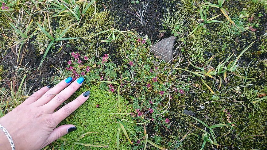 Hand with Blue Nails Touching Mossy Ground in Nature