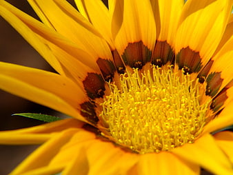 Close-up of vibrant yellow flower with detailed center