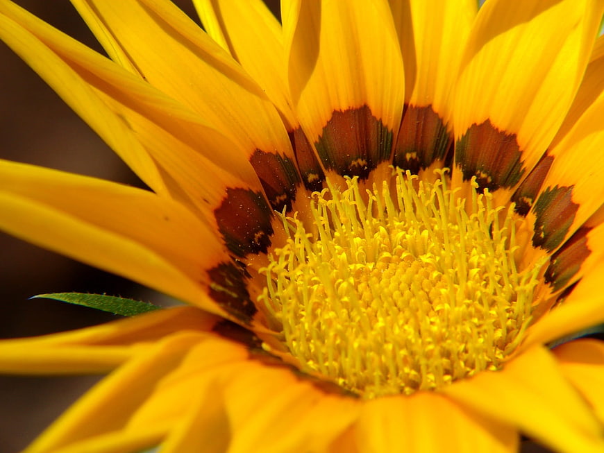 Close-up of vibrant yellow flower with detailed center