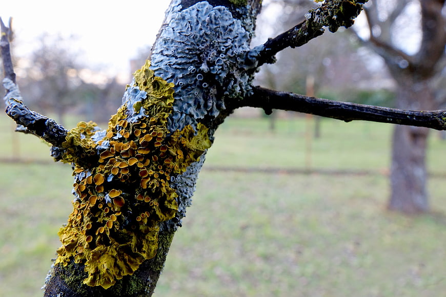 Close-up of colorful lichen on a tree branch in an orchard