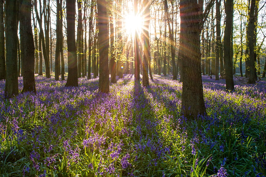 Sunlight streaming through bluebell woods in spring forest