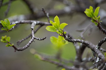 Fresh Green Tree Buds on Branches in Spring