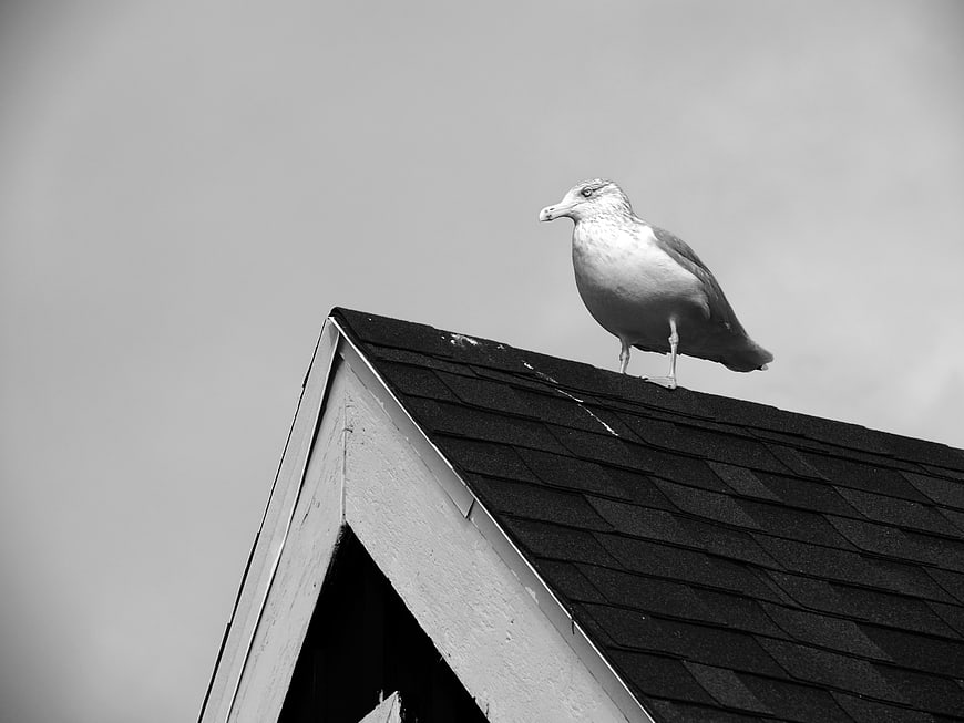 Seagull perched on roof peak in black and white