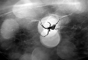 Black and white spider on web with bokeh background