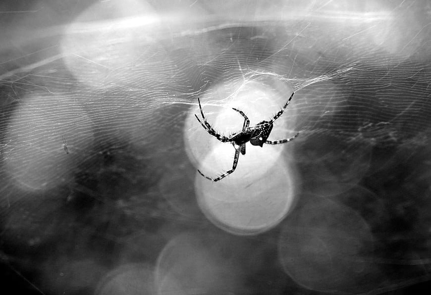 Black and white spider on web with bokeh background