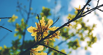 Sunlit yellow leaves on tree branch against blue sky