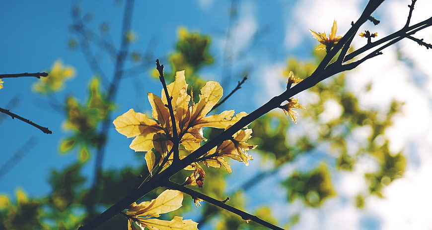 Sunlit yellow leaves on tree branch against blue sky