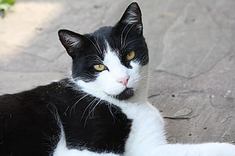 Close-up of a black and white cat with yellow eyes
