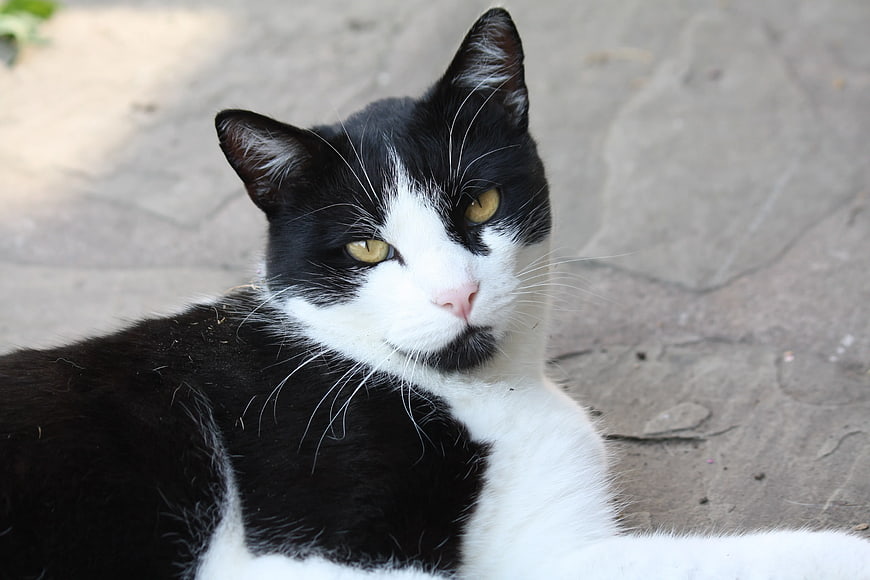 Close-up of a black and white cat with yellow eyes