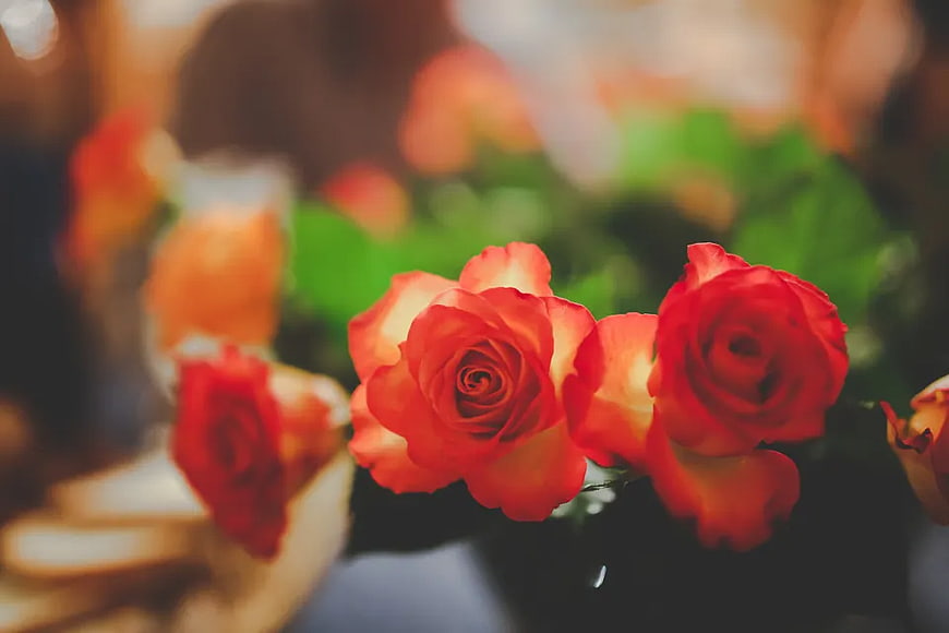 Close-up of vibrant red and yellow roses with blurred background
