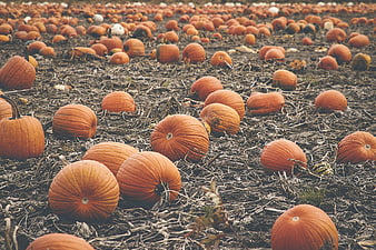 Orange pumpkins scattered in a dry autumn field