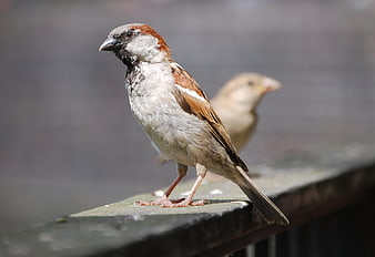 Close-up of a male house sparrow perched on a railing