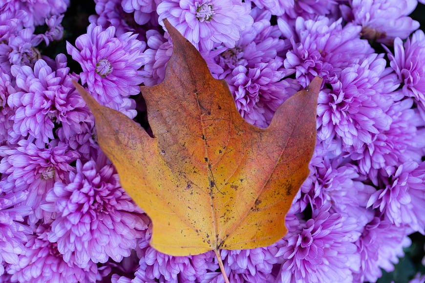 Orange Maple Leaf on Purple Chrysanthemums
