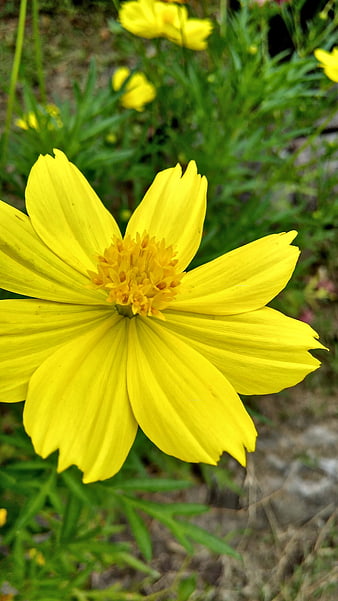 Close-up of a vibrant yellow cosmos flower in a garden