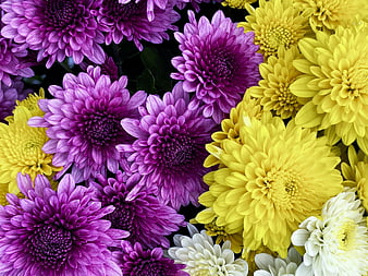 Vibrant Purple and Yellow Chrysanthemum Flower Pattern